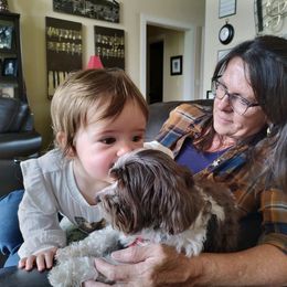 Havanese Puppies from EClair's Havanese and Westies
