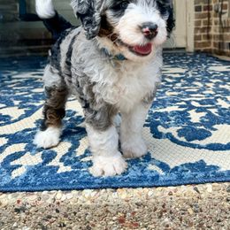 Bernedoodle Puppies from Gaston’s Posh Poodles and Doodles