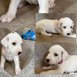 LUA Female 3 - White and lemon female Dalmatian puppy in Louisa, Virginia from Dalmatian Creation LLC