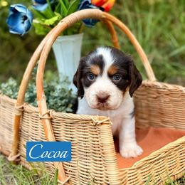 Cocoa - Liver white and tan female English Springer Spaniel puppy in Uvalda, Georgia from Willow Creek Farms