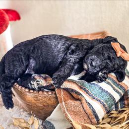 Onyx - Black female Poodle puppy in Gaylord, Michigan from Dog Mom Co. Poodles