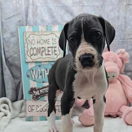 Sally - Mantle female Great Dane puppy in Caldwell, Idaho from Miner's Dynamic Danes
