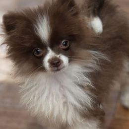 Corduroy aka Chocolate swirl - Chocolate parti male Pomeranian puppy in El Centro, California from BabyBooPoms