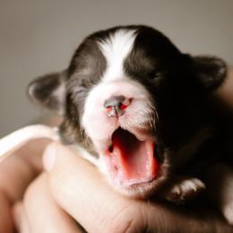 Leanna - Black and tan female Pembroke Welsh Corgi puppy in South Otselic, New York from Ridge Top Corgis