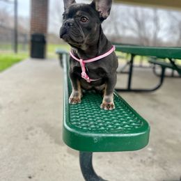 Girl 2 - Tricolors French Bulldog puppy in Dallas, Texas from StaCCked Up Frenchies
