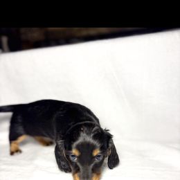 Dachshund Puppies from Lucky B Dachshund’s