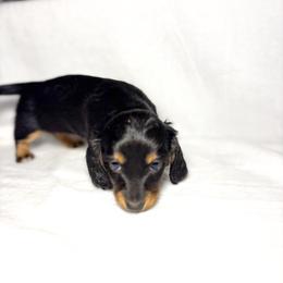 Dachshund Puppies from Lucky B Dachshund’s