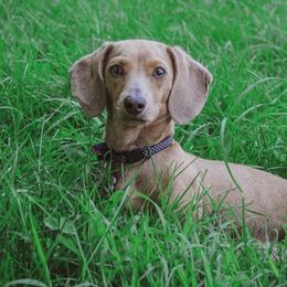 Lucy - Dachshund