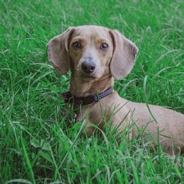 Lucy - Dachshund