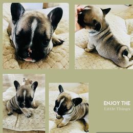 French Bulldog Puppies from Stuudmuffinfrenchies