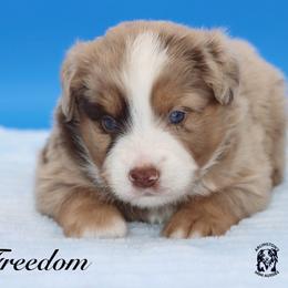 Freedom - Red merle male Miniature Australian Shepherd puppy in Weeki Wachee, Florida from Arlington's Mini Aussies