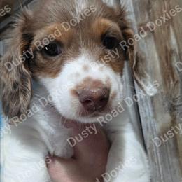 Karen - Piebald female Dachshund puppy in Blanchard, Oklahoma from Dusty Road Doxies
