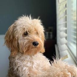 Goldendoodles from Mauzy's Amazing Doodles