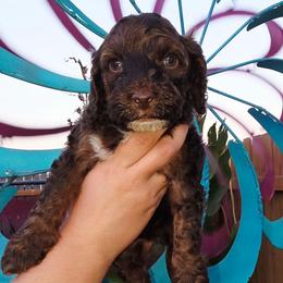Woody - Brown white and tan male Cockapoo puppy in Indiahoma, Oklahoma from Phamily Doodles
