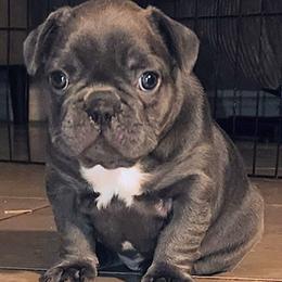 French Bulldog Puppies from French Bulldog