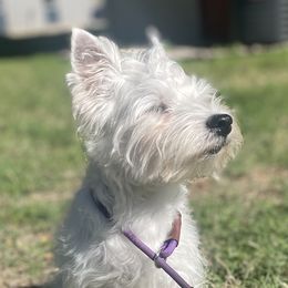 West Highland White Terrier Puppies from Briana Faulk
