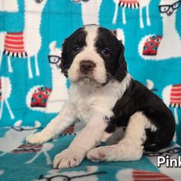 Girl 4 Pink - Liver and white female English Springer Spaniel puppy in Potosi, Wisconsin from Point and Flush Gun Dogs