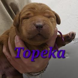 Topeka - Yellow female Labrador Retriever puppy in Sidney, Nebraska from Nebraska Strong Labradors