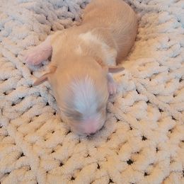 Havapoo Puppies from Little Wyo Doodles