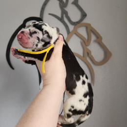 Yellow Collar - Harlequin female Great Dane puppy in Alton, Illinois from Show Me Great Danes and Basset Hounds