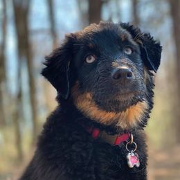 Australian Shepherds from Salt Creek Aussies