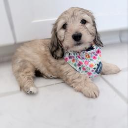 Bell the Silkywire Dachshund Perfect Vet health checkup - Cream female Dachshund puppy in Richmond, Virginia from Irresistible Dachshunds & Cavaliers