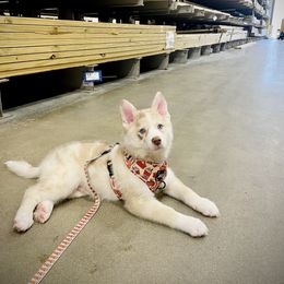 Luke - Merle male Pomsky puppy in Greenville, South Carolina from Thicketty Mountain Pomskies