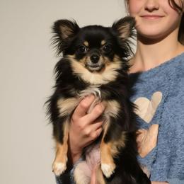 Kokomo - Black and tan female Chihuahua puppy in Demorest, Georgia from Sourpatch Chihuahuas