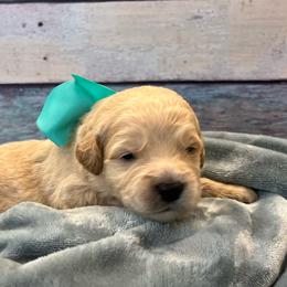 Tank - Cream male Goldendoodle puppy in The Woodlands, Texas from Gracie's Goldendoodles and Bernedoodles