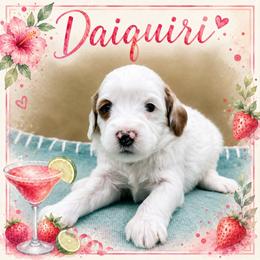 Daiquiri - Parti female Goldendoodle puppy in Hendersonville, North Carolina from Kim's Cove