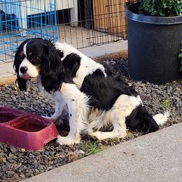 Six - Cavalier King Charles Spaniel