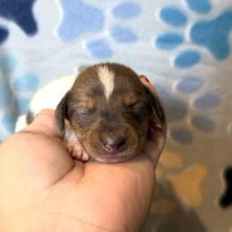 Miloh - Piebald male Dachshund puppy in Moreno Valley, California from Purpleheart_doxiess