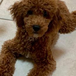 Goldendoodles and Poodles from Doodles & Poodles by Tiki