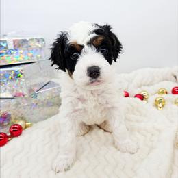 Nutmeg - Black and white female Bernedoodle puppy in Granton, Wisconsin from Rose River Farms