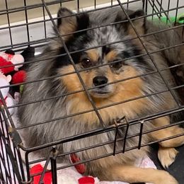 Pomeranians from Robin Avey's Pomeranians