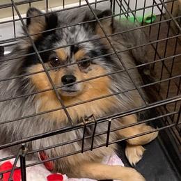 Pomeranians from Robin Avey's Pomeranians