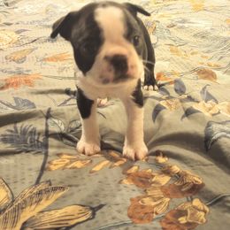 Boston Terrier Puppies from Lotus Life Puppies
