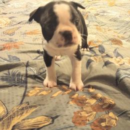 Boston Terrier Puppies from Lotus Life Puppies