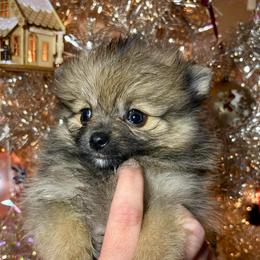Ariel - Orange sable female Pomeranian puppy in Springfield, Missouri from Hope Mountain Pomeranians