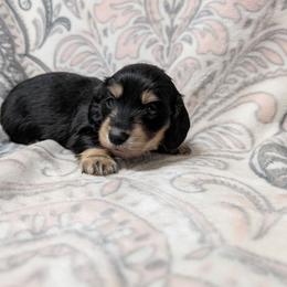 Boy 8946 - Black and tan male Dachshund puppy in Spring Hope, North Carolina from Hogan’s Lowrider Hounds