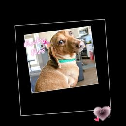 MacKenzie - Cream Dachshund puppy in Sebring, Ohio from Valhallah Farms