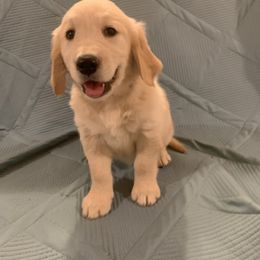 Golden Retriever Puppies from 3 Gun Retrievers