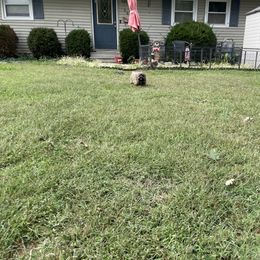 Hutch - Brindle male Shih Tzu puppy in Metropolis, Illinois from Super City Kennels