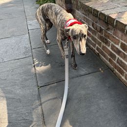 Poodle and Whippet All Grown Up from Charleston Reds Standard Poodles and Whippets