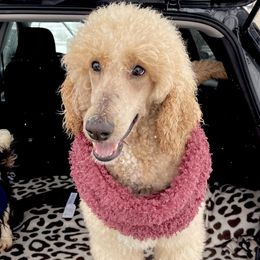 Cavapoos and Poodles from Van Haselen Poodles and Doodles
