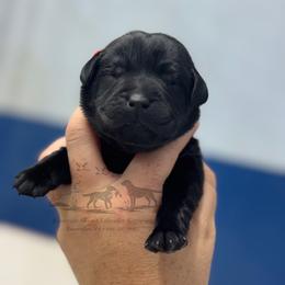 Orange - Black male Labrador Retriever puppy in Beaverdam, Virginia from Riverside Sunset Labrador Retrievers