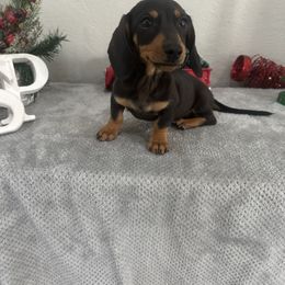 Boy 1 - Black and tan male Dachshund puppy in Waycross, Georgia from Southern Paws