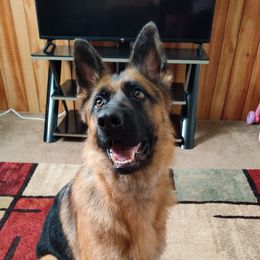 Miska - German Shepherd
