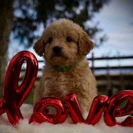 Jalapeño - Cream male Goldendoodle puppy in Mc Arthur, California from California Golden Love