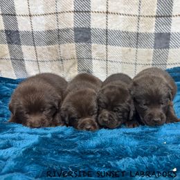 Dark Purple collar - Chocolate female Labrador Retriever puppy in Beaverdam, Virginia from Riverside Sunset Labrador Retrievers